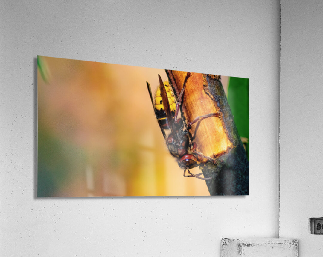Hornet Collecting Bark for a Nest Acrylic Print
