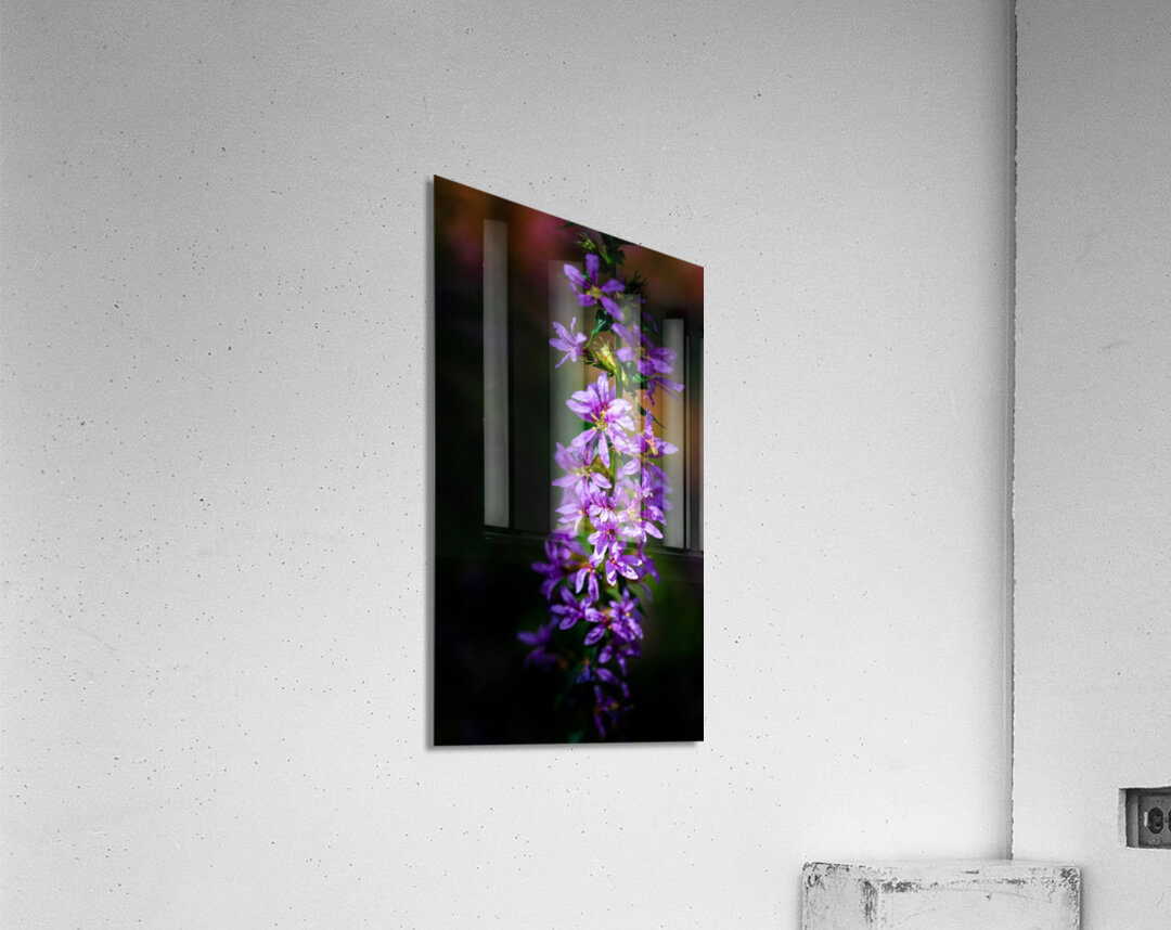 Purple Loosestrife Acrylic Print