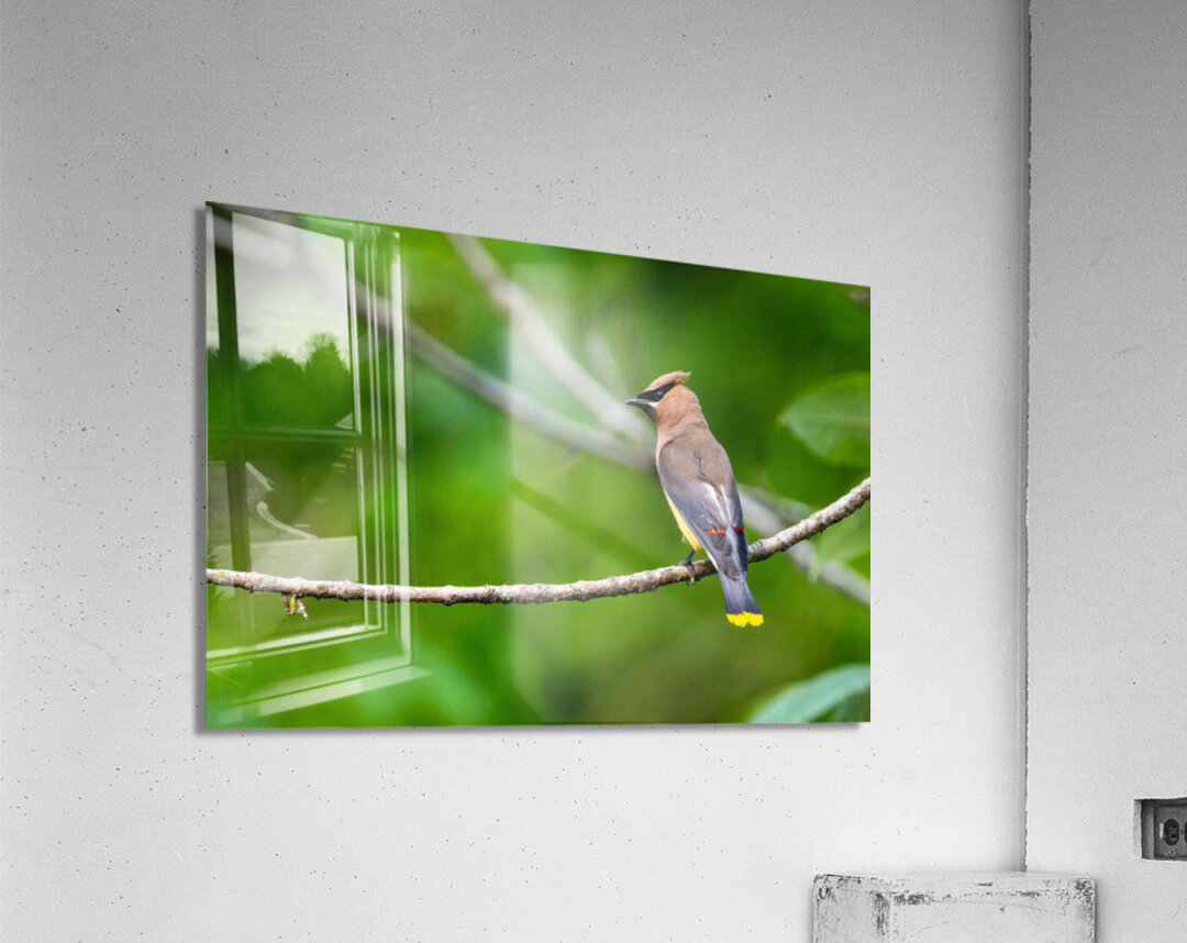 Cedar Waxwing Acrylic Print