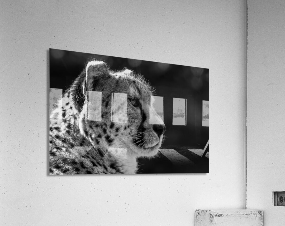 Cheetah Acrylic Print