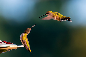 Hummingbirds