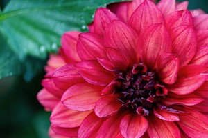 Dark Pink Dahlia