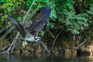 An Osprey picks up fresh fish for breakfast