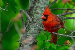 Northern Cardinal 