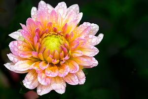 Dahlia and Raindrops