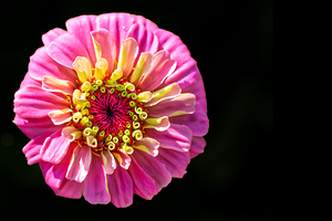 Pink and Yellow Zinnia by Pisarek Photography