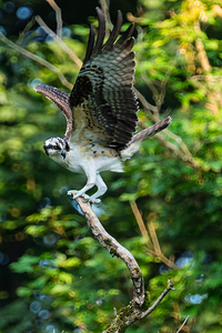An Osprey stretching their wings. 