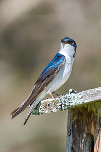 A Tree Swallow Enjoys a Sunny Day. 
