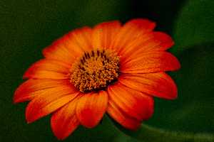 Orange Sunflower 