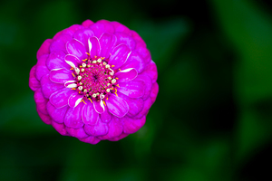 Purple Zinnia