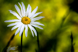A Solitary Daisy