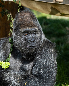 Gorilla Deep in Thought
