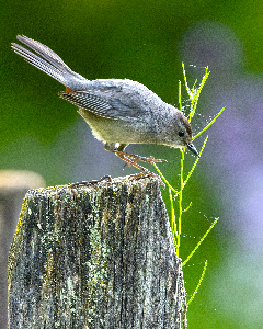 Cat Bird on a Post