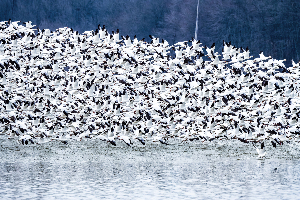 Snow Geese Migration