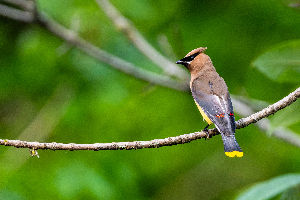 Cedar Waxwing