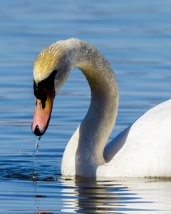 Swan on a Lake