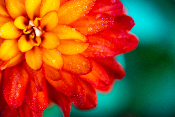 Orange and Yellow Zinnia Print