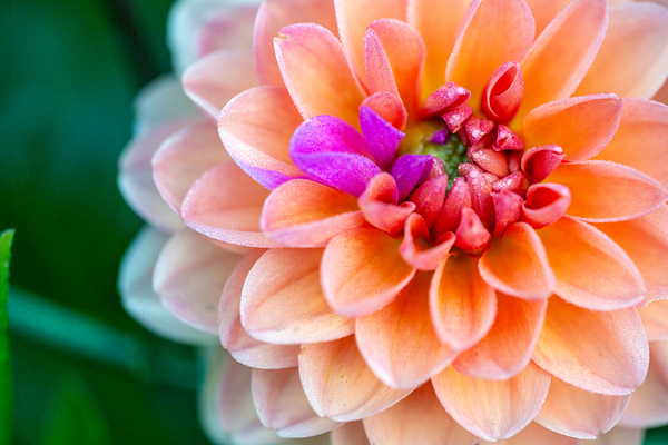 Peach Dahlia with a splash of Purple Print