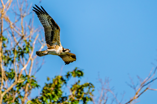 An Osprey Soars Print