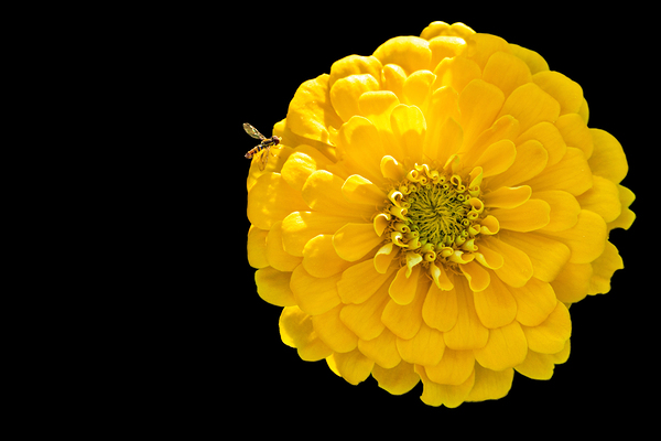 Yellow Zinnia and a Hoverfly Print