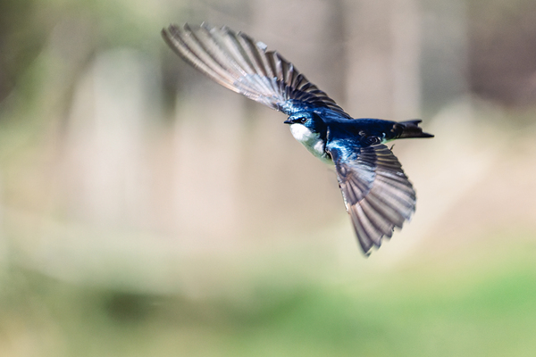 A Tree Swallow in Flight Print