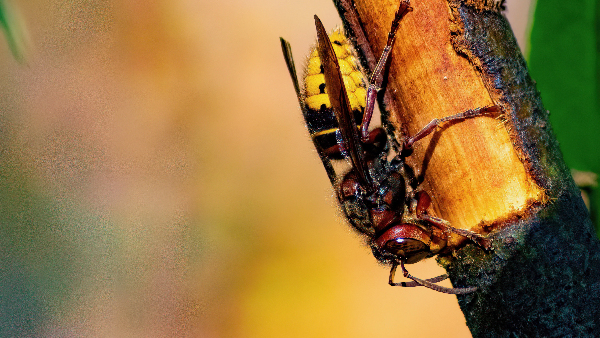 Hornet Collecting Bark for a Nest Print