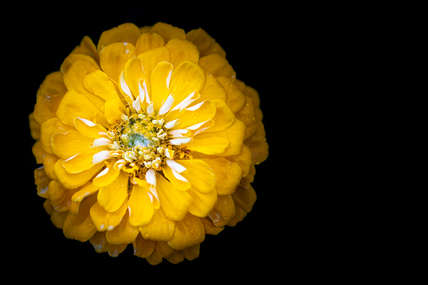 Yellow Zinnia Print