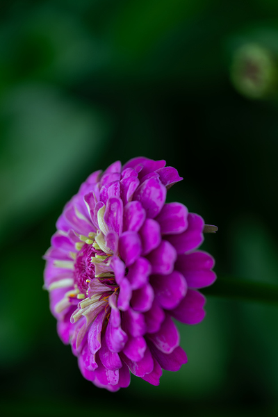 Zinnia Print