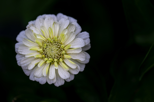 White Zinnia Print