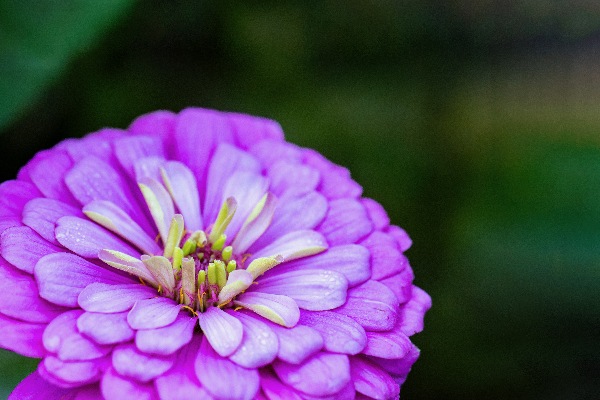 Glistening Purple Zinnia  Print
