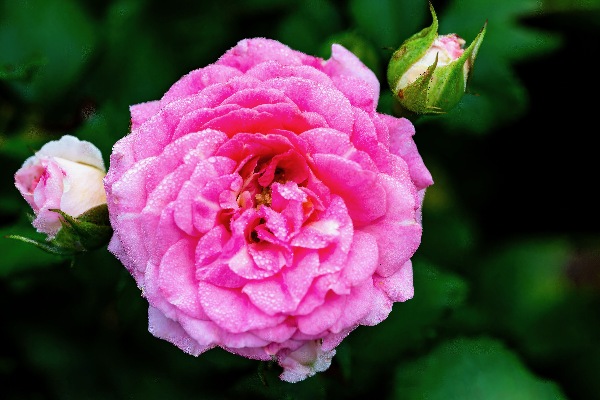 Rose with Morning Dew Print