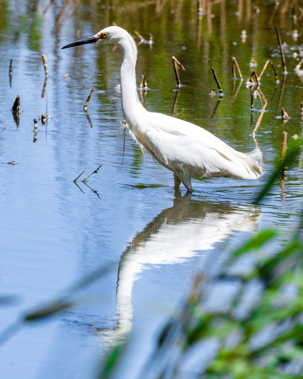 Snowy Egret Wading near the Shoreline of a Lake Print