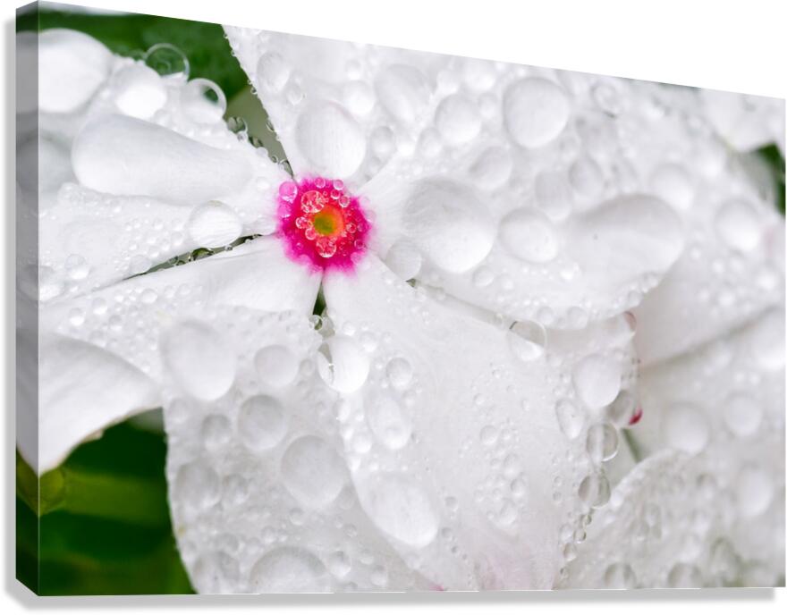 After The Storm Canvas Print