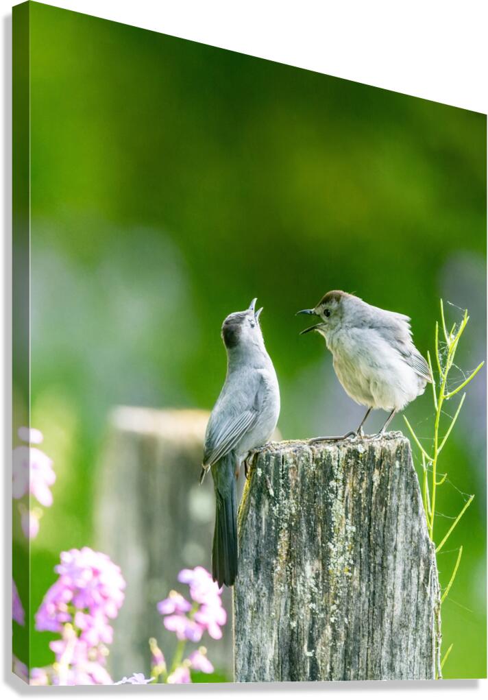 Two Cat Birds having a Conversation Canvas Print