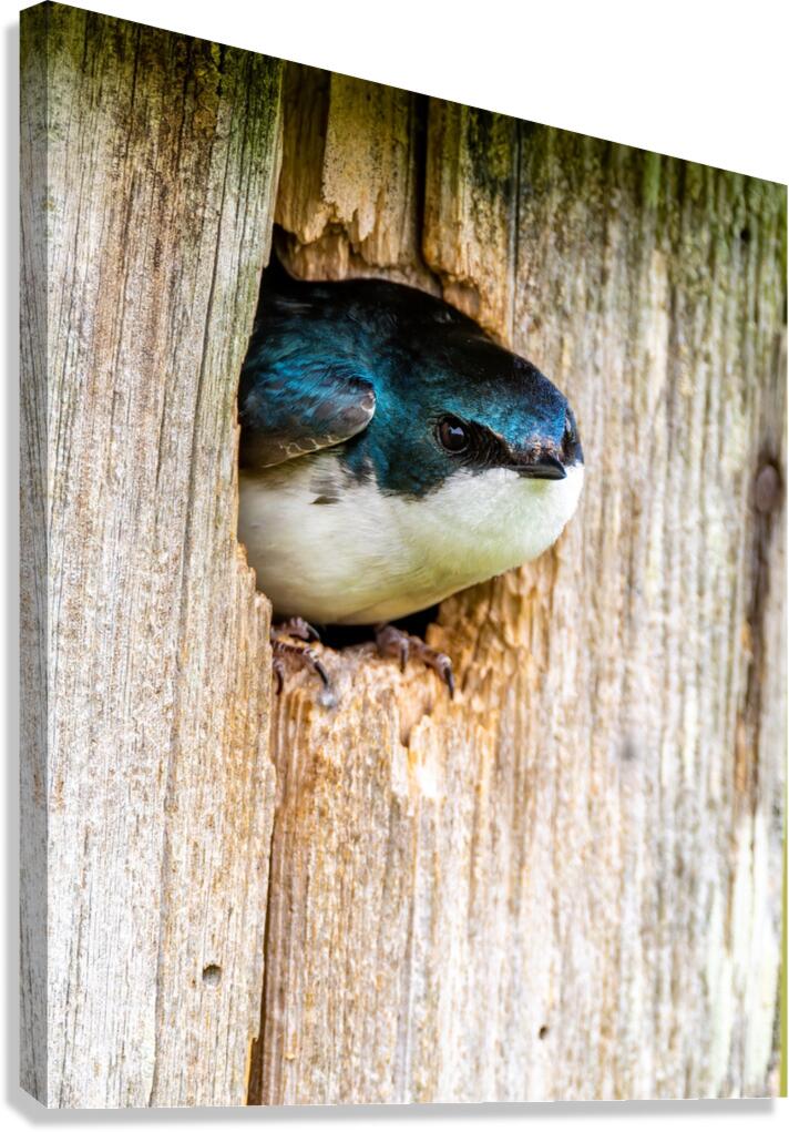 Hello There Canvas Print