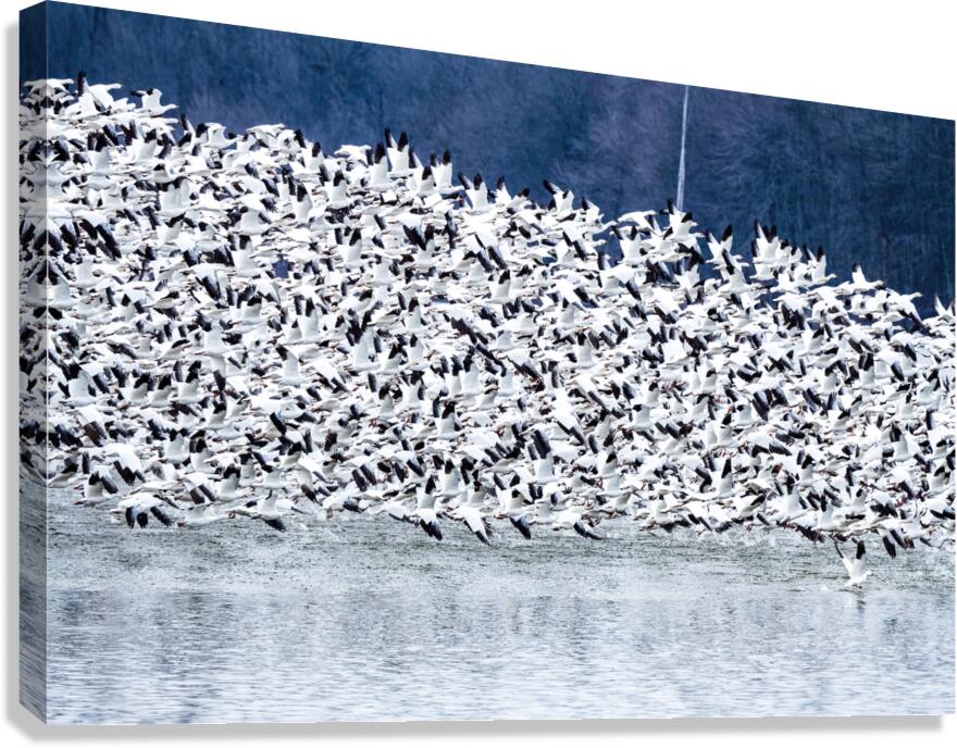 Snow Geese Migration Canvas Print