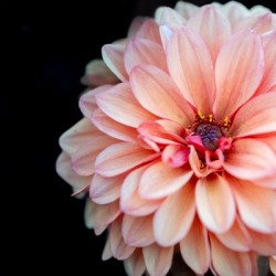 Pink Dahlia