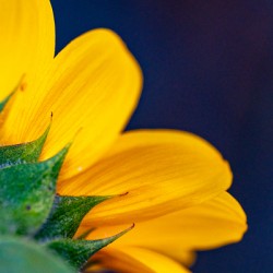 Yellow Sunflower