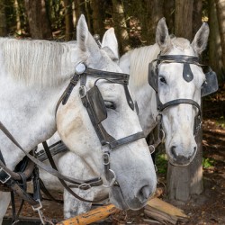 A pair of White Horses