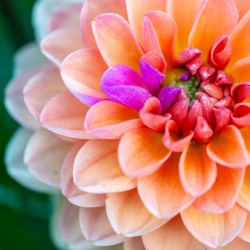 Peach Dahlia with a splash of Purple