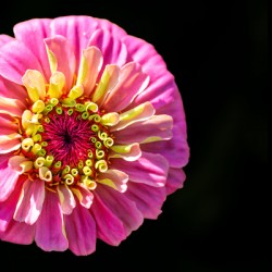 Pink and Yellow Zinnia
