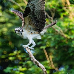 An Osprey stretching their wings. 