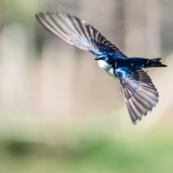 A Tree Swallow in Flight