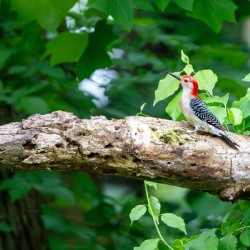 Red Bellied Wood Pecker