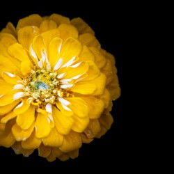 Yellow Zinnia