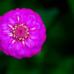 Purple Zinnia
