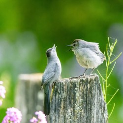 Two Cat Birds having a Conversation