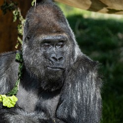 Gorilla Deep in Thought
