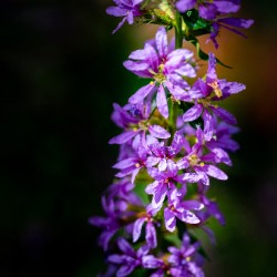 Purple Loosestrife