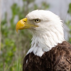 North American Bald Eagle